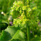 Rumex conglomeratus