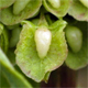 Rumex crispus