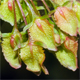 Rumex cristatus