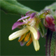 Rumex obtusifolius
