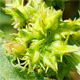 Rumex palustris