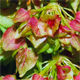 Rumex alpinus