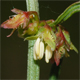 Rumex pulcher