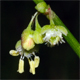 Rumex scutatus