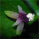 Ruscus aculeatus