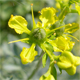 Ruta graveolens