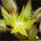 Sabulina mediterranea
