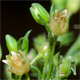 Sagina procumbens