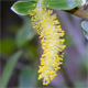 Salix alba
