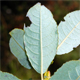 Salix apennina