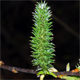Salix appendiculata