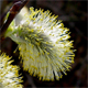 Salix caprea