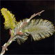 Salix cinerea