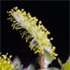 Salix elaeagnos