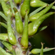 Salix glabra