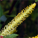 Salix purpurea