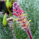 Salix reticulata