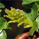 Salix retusa