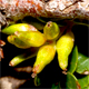 Salix serpillifolia