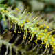 Salix triandra a.