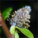 Salix waldsteiniana