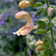 Salvia glutinosa