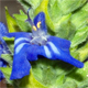 Salvia hispanica