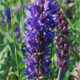 Salvia nemorosa