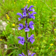 Salvia pratensis p.