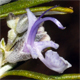 Salvia rosmarinus