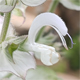 Salvia sclarea