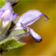 Salvia verbenaca