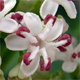 Sambucus ebulus