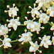 Sambucus nigra