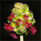 Poterium sanguisorba
