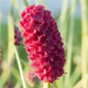 Sanguisorba officinalis