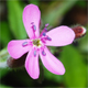 Saponaria ocymoides