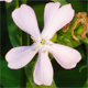 Saponaria officinalis