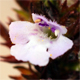 Satureja hortensis