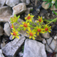 Saxifraga aizoides