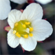 Saxifraga burseriana