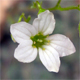 Saxifraga caesia