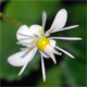 Saxifraga cuneifolia