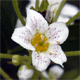 Saxifraga hostii h.