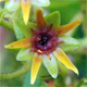 Saxifraga mutata