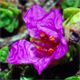 Saxifraga oppositifolia