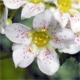 Saxifraga paniculata