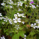 Saxifraga petraea