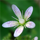 Saxifraga rotundifolia