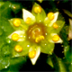 Saxifraga sedoides